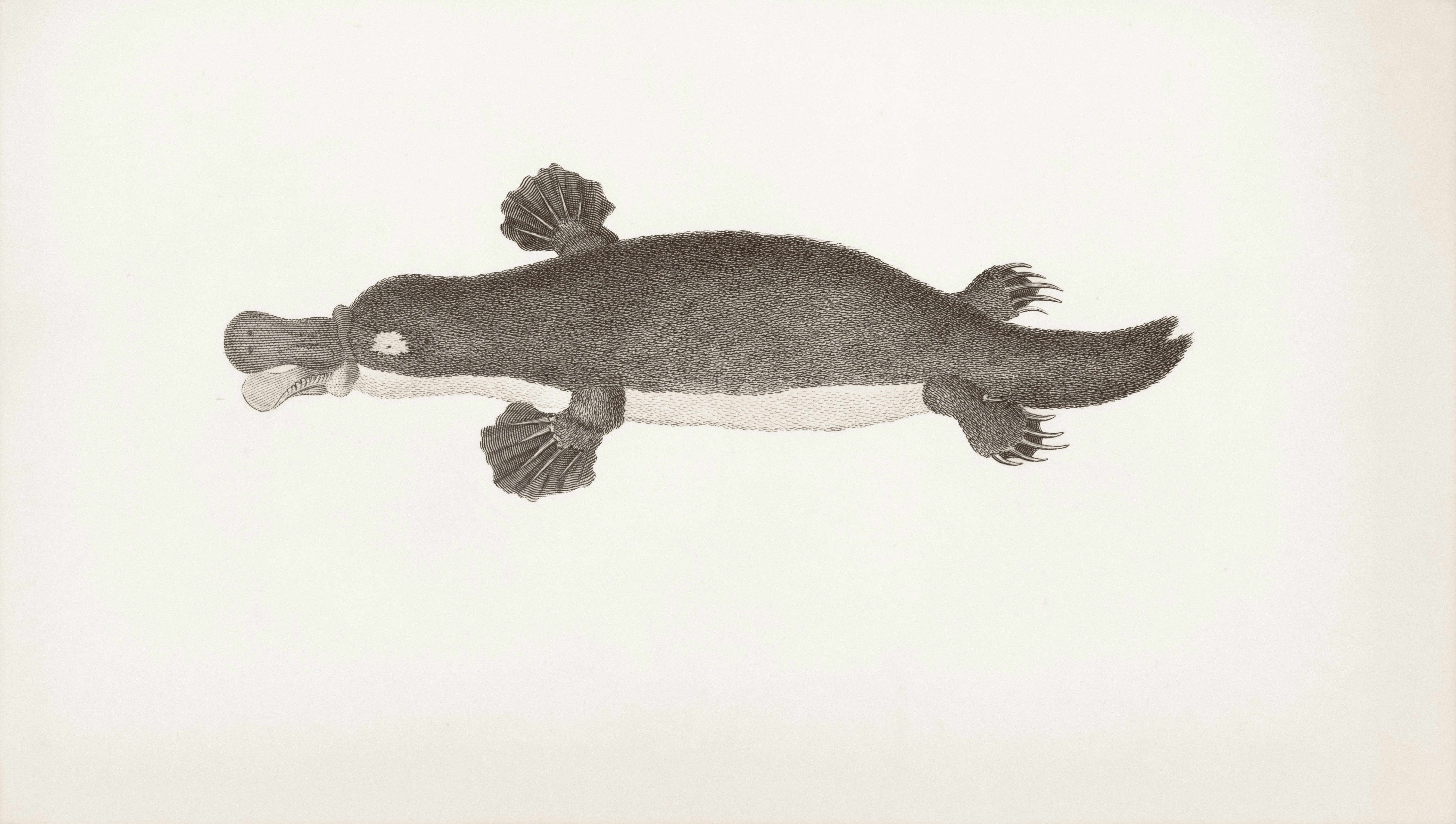Gravure d'ornithorynque