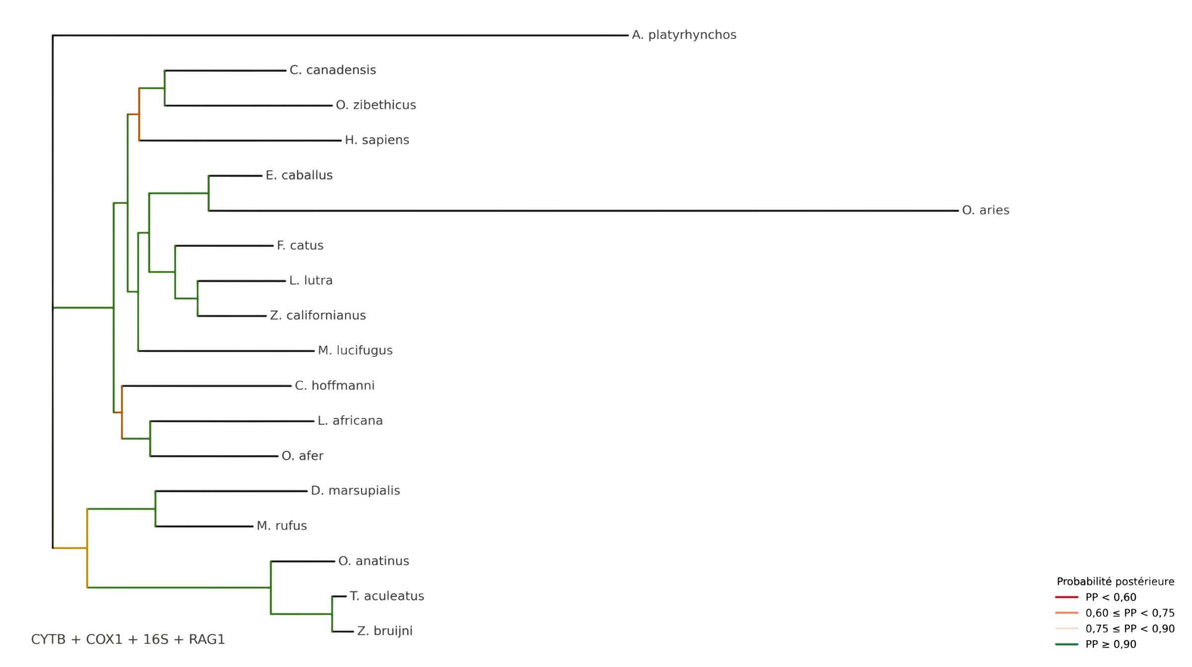 Arbre phylogénétique de référence