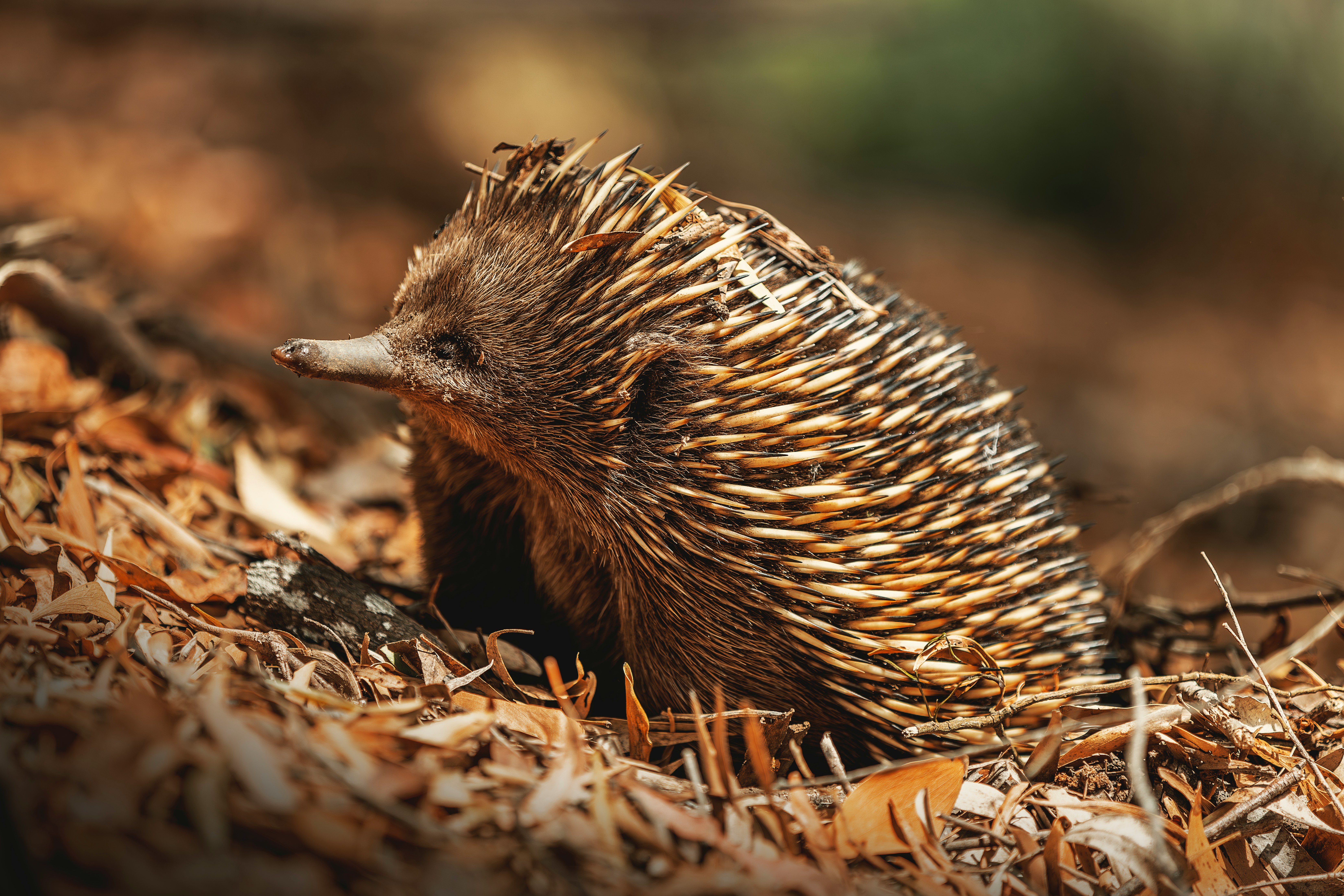 Tachyglossus aculeatus